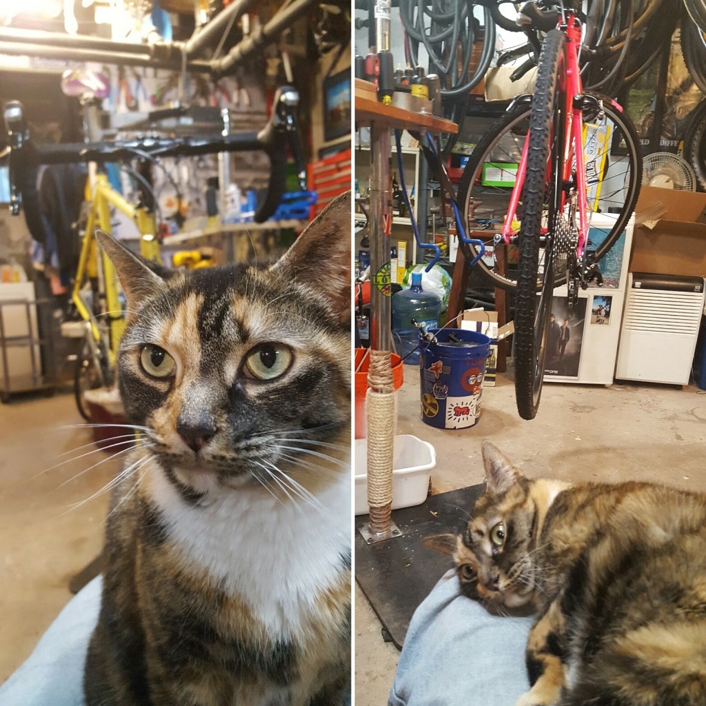 This image has an empty alt attribute; its file name is smackem-in-shop.jpg